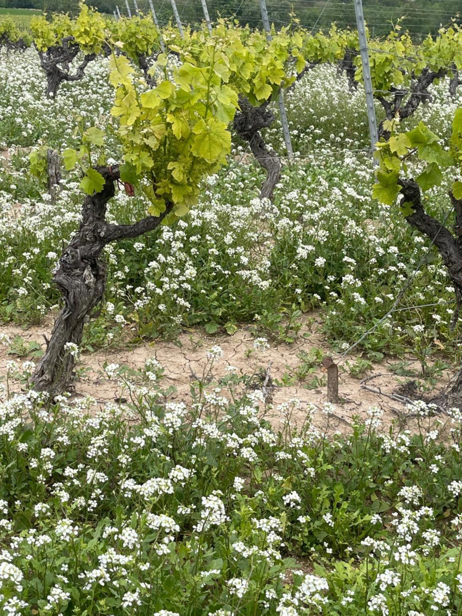 13 Rue Du Tour D'Enceinte Villa Pomérols Kültér fotó